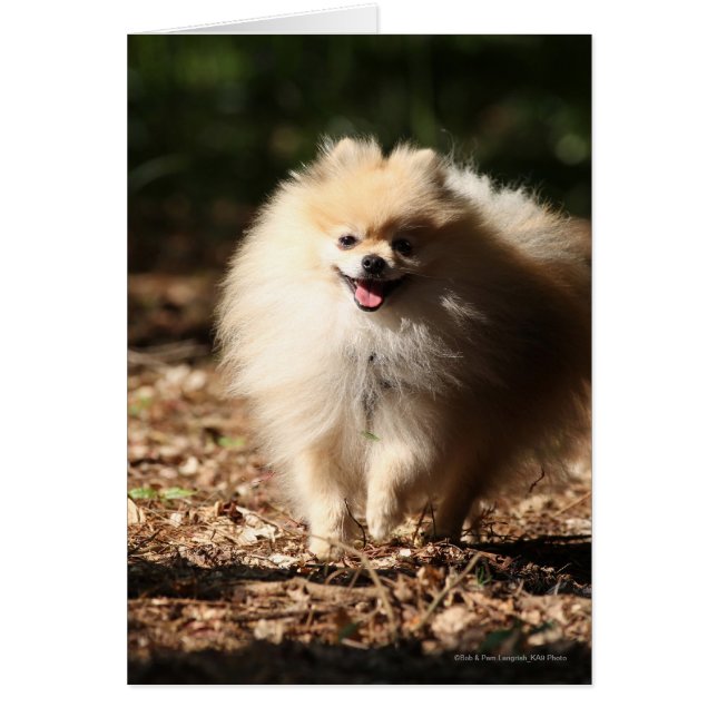 Pomeranian Trotting in the Fallen Leaves (Front)