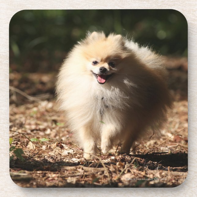 Pomeranian Trotting in the Fallen Leaves Coaster (Front)