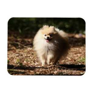Pomeranian Trotting in the Fallen Leaves Magnet
