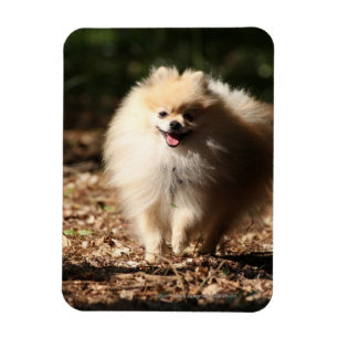 Pomeranian Trotting in the Fallen Leaves Magnet
