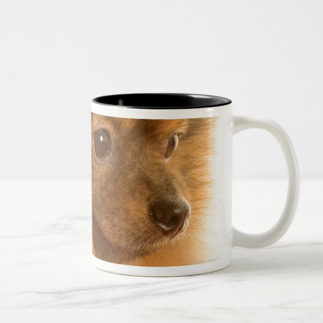 Pomeranian Two-Tone Coffee Mug (Right)