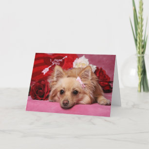 Pomeranian Valentine Card