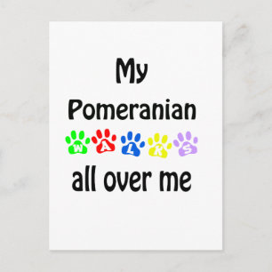 Pomeranian Walks Design Postcard