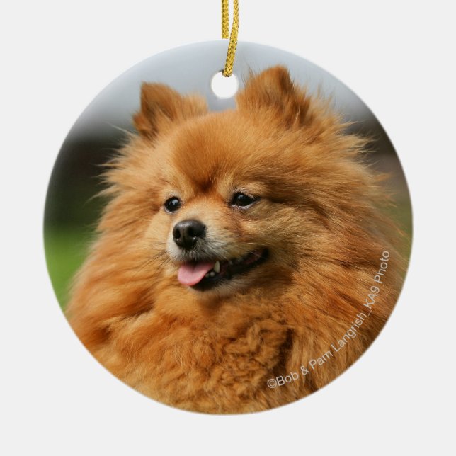 Pomeranian Watching Ceramic Ornament (Front)