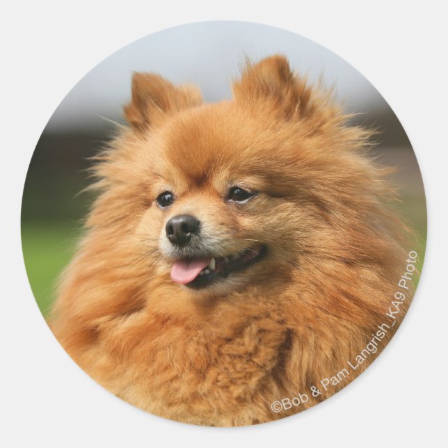 Pomeranian Watching Classic Round Sticker (Front)