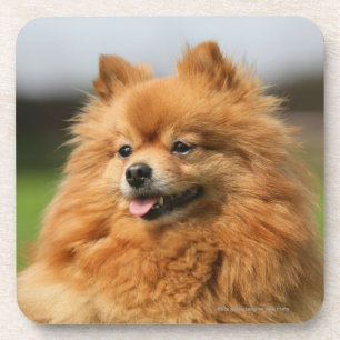 Pomeranian Watching Coaster
