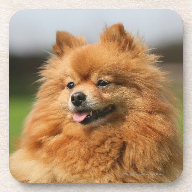 Pomeranian Watching Coaster (Front)