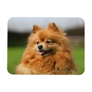 Pomeranian Watching Magnet