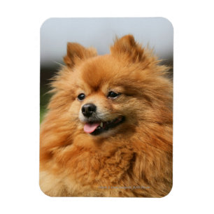 Pomeranian Watching Magnet