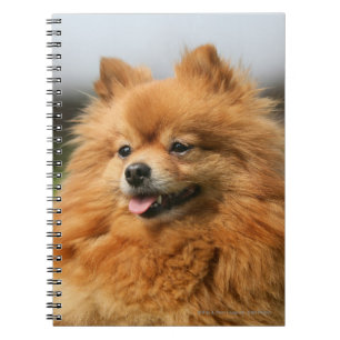 Pomeranian Watching Notebook