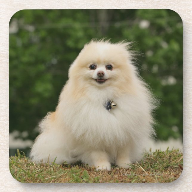 Pomeraning Sitting Coaster (Front)