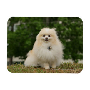 Pomeraning Sitting Magnet