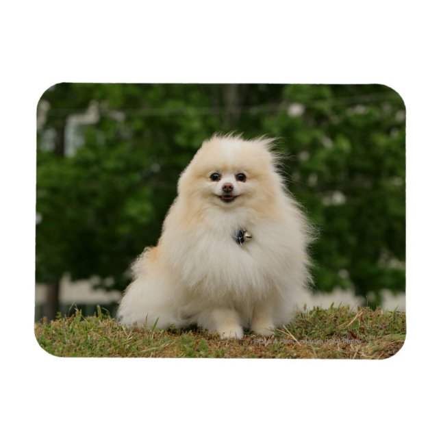 Pomeraning Sitting Magnet (Horizontal)