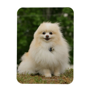 Pomeraning Sitting Magnet