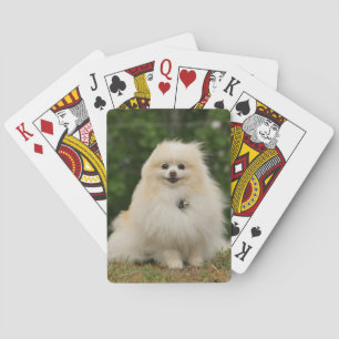 Pomeraning Sitting Playing Cards