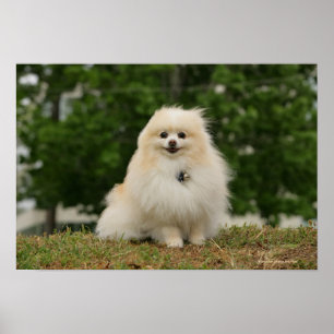 Pomeraning Sitting Poster