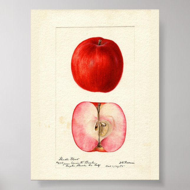 Pomological Water Colour Shasta Variety Poster (Front)