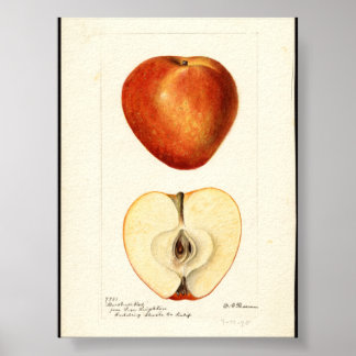 Pomological Watercolor Marshall Red Poster