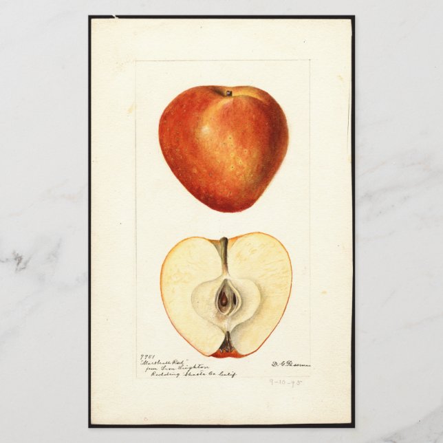 Pomological Watercolor Marshall Red Scrapbook Page (Front)