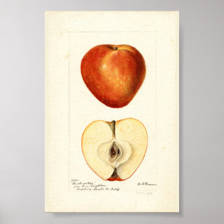 Pomological Watercolor Marshall Red Scrapbook Page Poster