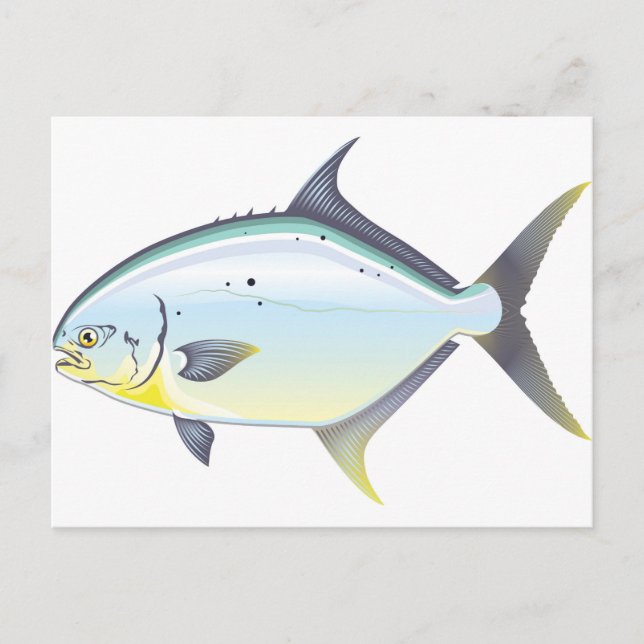 Pompano Florida fish vector illustration Postcard (Front)
