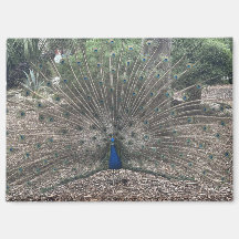 Ponce de Leon’s Fountain of Youth