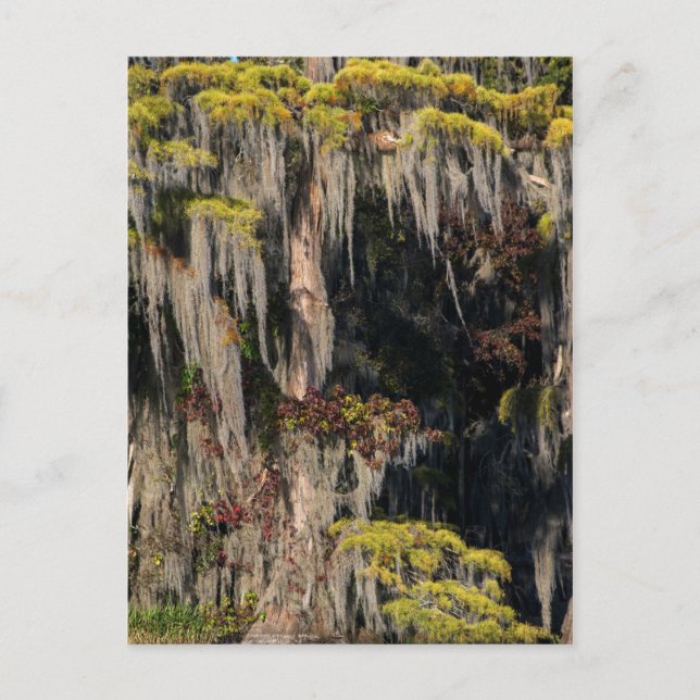 Pond Cypress in Flooded Swamp Postcard (Front)