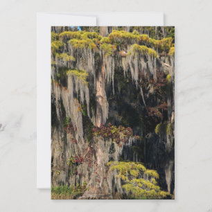 Pond Cypress in Flooded Swamp Thank You Card