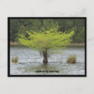 Pond Cypress Legend Postcard