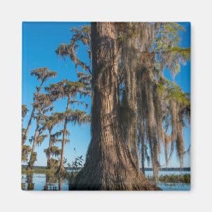 Pond Cypress Tree in a Swamp Magnet
