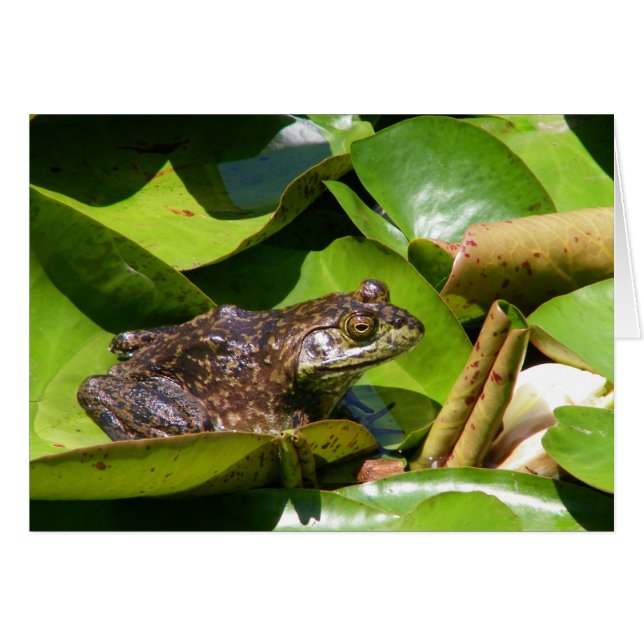 Pond Frog Card (Front Horizontal)
