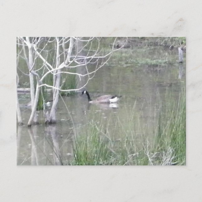 Pond Goose Postcard (Front)