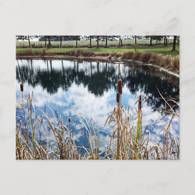 Pond Landscape Nature Photography Art  Postcard (Front)