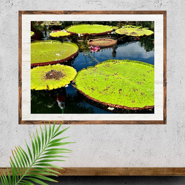 Pond & Leaves Puerto Vallarta Poster (Creator Uploaded)