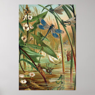 Pond Life Poster