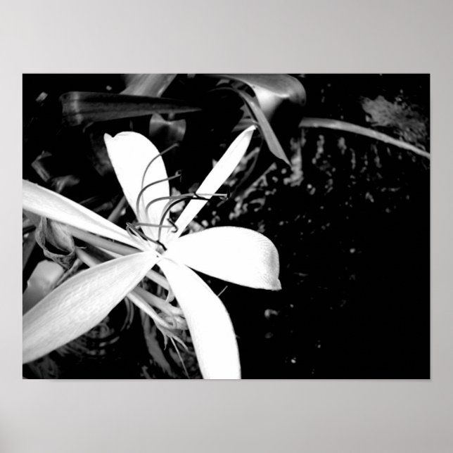 Pond Lily Poster (Front)