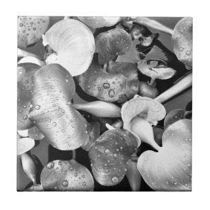 Pond Plants and Black and White Tile