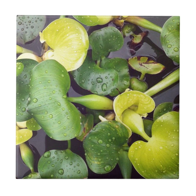 Pond Plants at the grocery store Ceramic Tile (Front)
