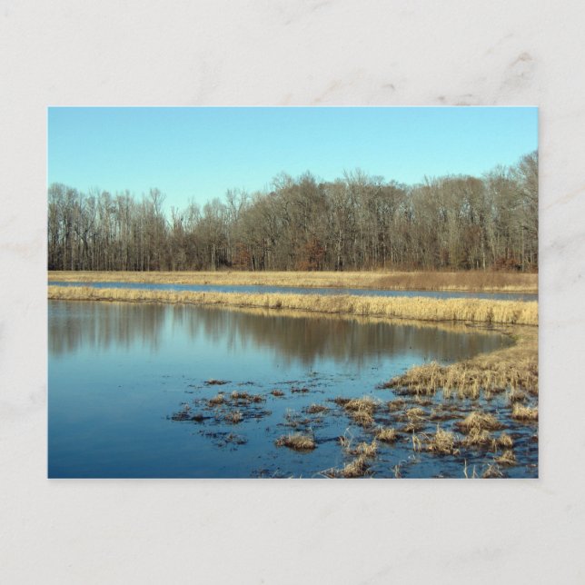 Pond Postcard (Front)