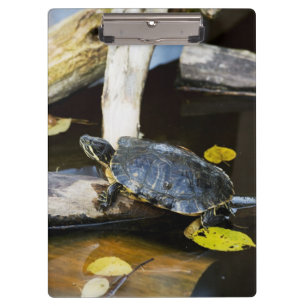 Pond slider turtle in the wild clipboard