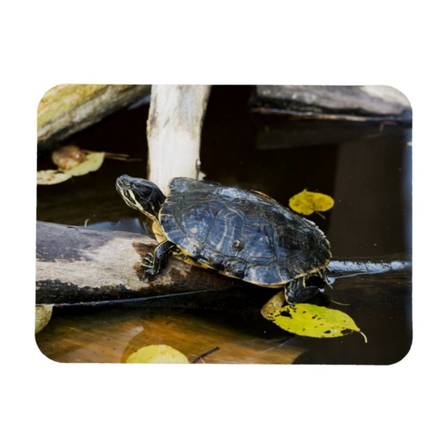 Pond slider turtle in the wild magnet (Horizontal)