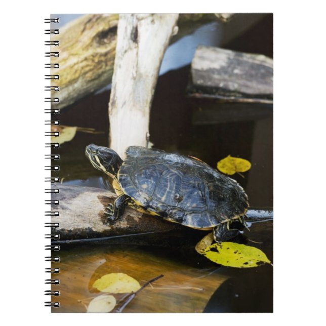 Pond slider turtle in the wild notebook (Front)