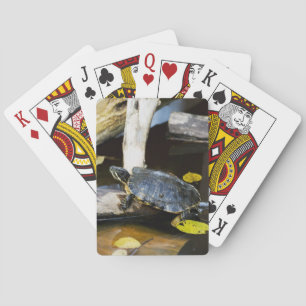 Pond slider turtle in the wild playing cards