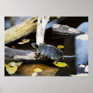 Pond slider turtle in the wild poster