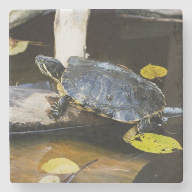 Pond slider turtle in the wild stone coaster (Front)