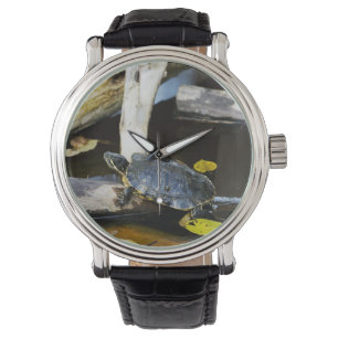 Pond slider turtle in the wild watch