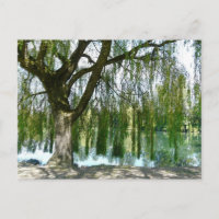 Pond through the Weeping Willow Tree