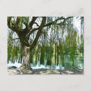 Pond through the Weeping Willow Tree Postcard
