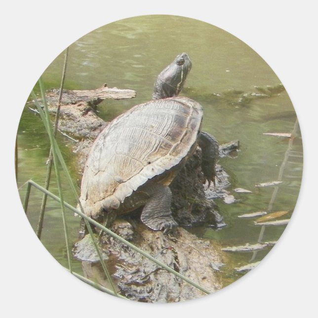 Pond Turtle Stickers (Front)