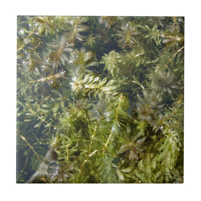 Pond Weed (or, "Lush Pond Plantlife") Tile (Front)